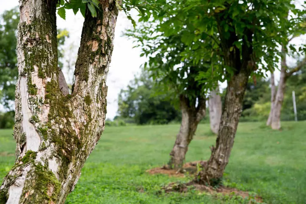 Friedhof im Obstgarten, Baumbestattung